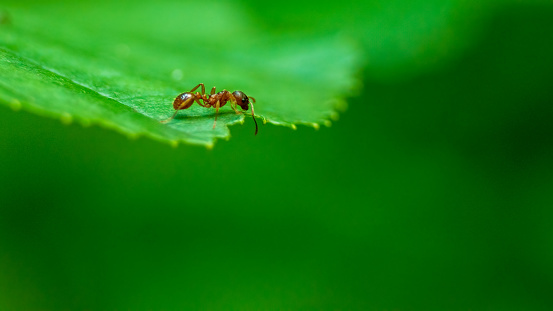 Single small ant walking on the leaf. Scouting neighborhood looking for food. Small european ant.
