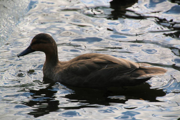 istock A view of a Duck 1278729137