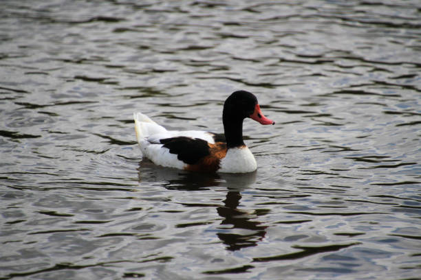 istock A view of a Shelduck 1278729248