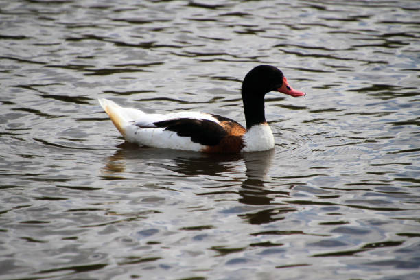 istock A view of a Shelduck 1278729770
