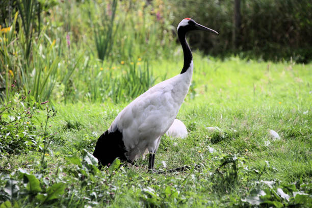 istock A view of a Red Crowned Crane 1278729773