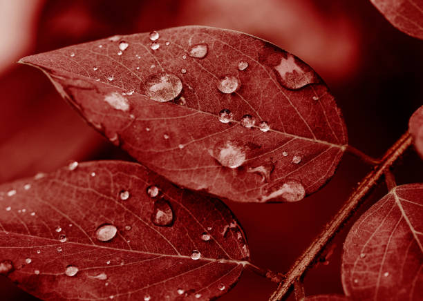 Closeup young eucalyptus leafs after the rain, beautiful nature background with copy space full frame horizontal composition