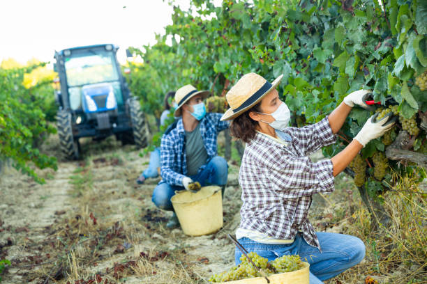 istock Female farm worker in protective mask harvesting grapes 1278732086
