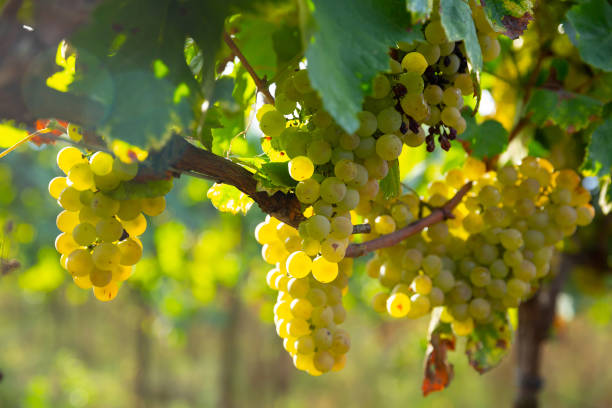 istock Ripe white grapes hanging on green vine 1278732271