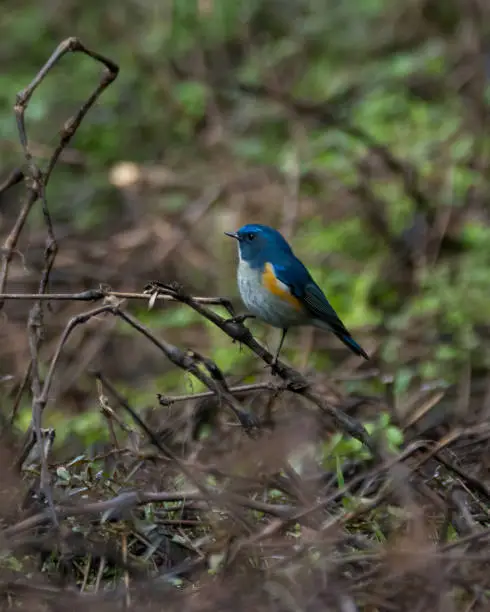 Photo of Himalayan Bluetail in a thicket