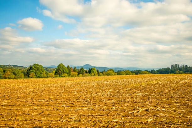 campo di mais raccolto con montagna sullo sfondo - hohenstaufen foto e immagini stock