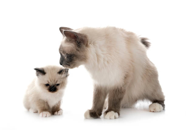 istock birman kitten and mother 1278734858