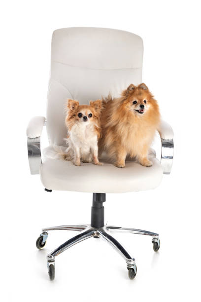 istock little dogs on chair 1278734915