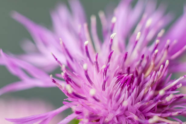 istock Flower in close-up macro. 1278737002