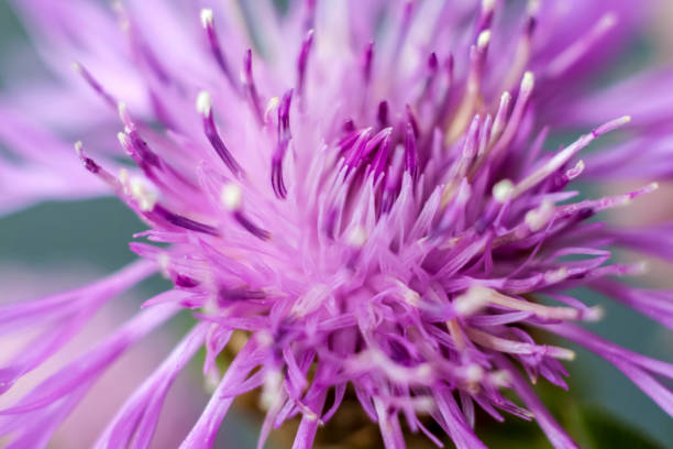 istock Flower in close-up macro. 1278737029