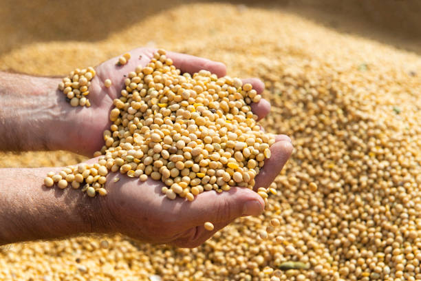 istock Soya bean seed in hands of farmer. Human, finger. 1278737066
