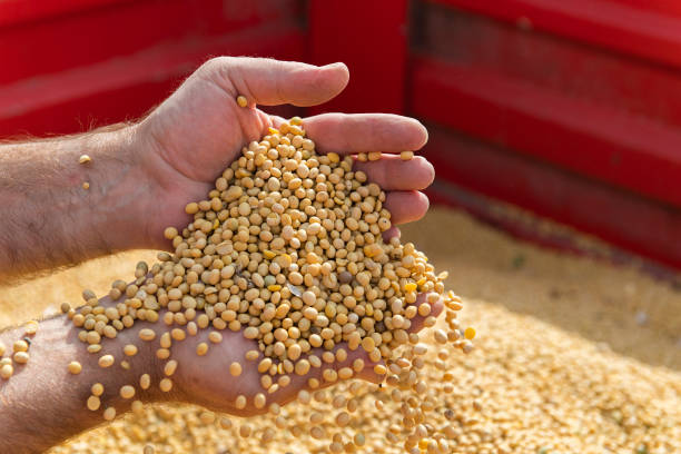 istock Soya bean seed in hands of farmer. Human, finger. 1278737067