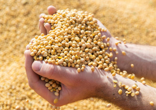 istock Soya bean seed in hands of farmer. Human, finger. 1278737069