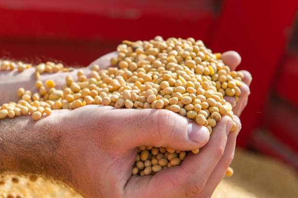 istock Soya bean seed in hands of farmer. Human, finger. 1278737072