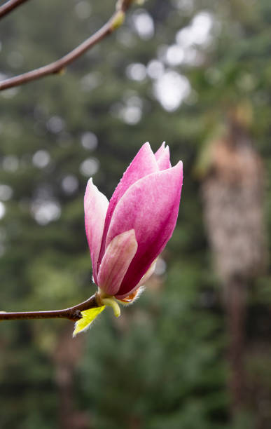 arbre de tulipe de magnolia sur le fond bleu de ciel. fleurs roses de magnolia sur le fond fleuri d’arbre de magnolia - spring magnolia flower sky photos et images de collection