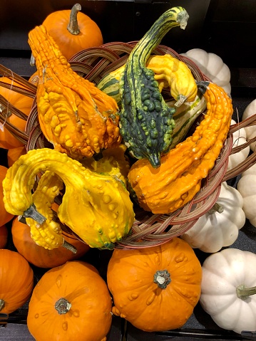 Fargo North Dakota/USA, October 05, 2020, A Basket full of decorative pumpkins and gourds with Black Background.