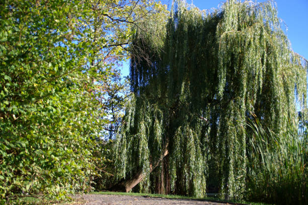 istock Willow tree and grass in city park seasonal scene 1278738009