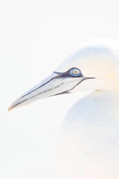 Photo of One wild bird in the wild, Northern Gannet on the island of Helgoland on the North Sea in Germany. In high-key