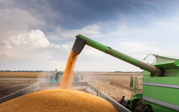 istock Grain auger of combine pouring corn into tractor trailer 1278738400