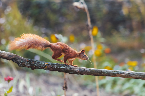 squirrel running jumping on a wooden fence, animals