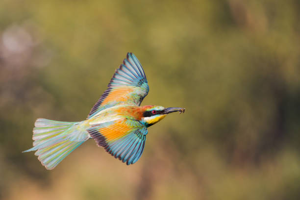 istock colorful bird of paradise in flight 1278739766