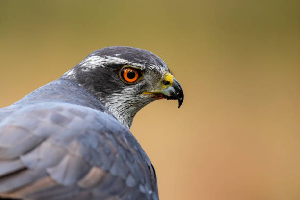 istock Northern goshawk in the forest 1278739778