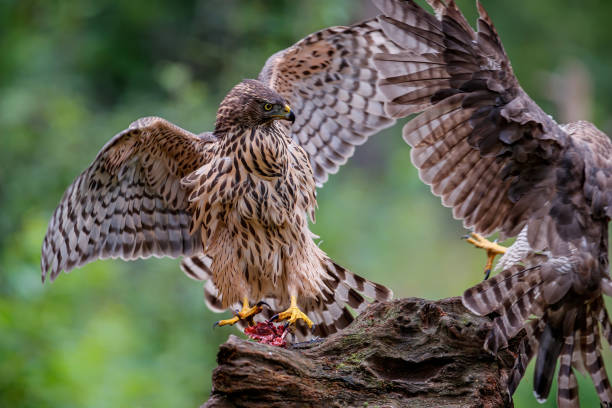 istock Northern goshawk in the forest 1278739798