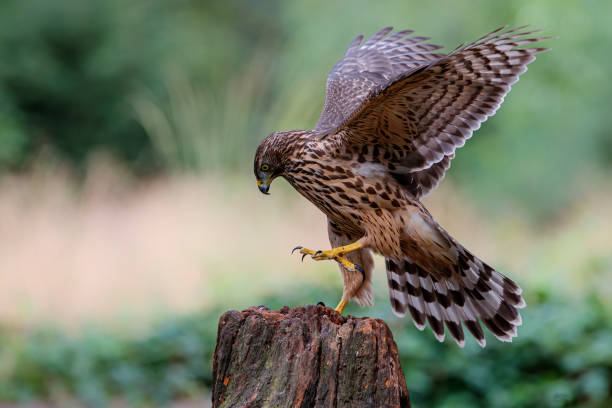 istock Northern goshawk in the forest 1278739825