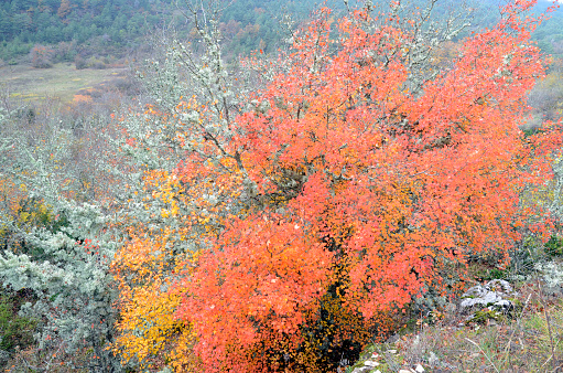 Colorful montpellier maples (Acer monspessulanum) in Valderejo natural park, Alava, Pais Vasco, Spain