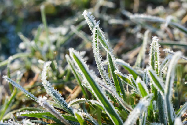 Macro photo frozen grass
