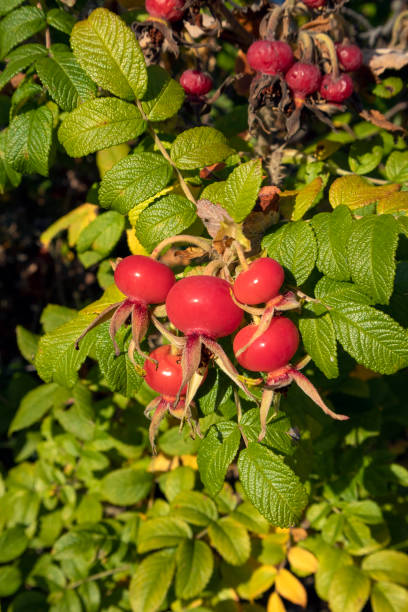 istock Red rose hips on a beach rose bush 1278745396