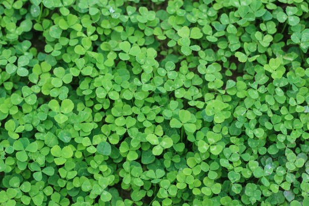 istock A green Clover, Background for St. Patrick s Day. 1278745428