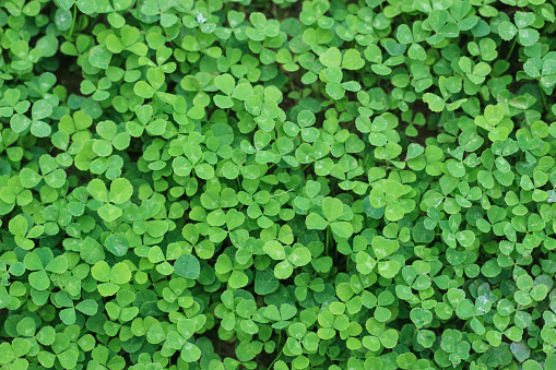 A green Clover, Background for St. Patrick s Day images.