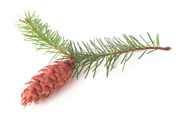 Douglas fir branch with pinecone isolated on white background