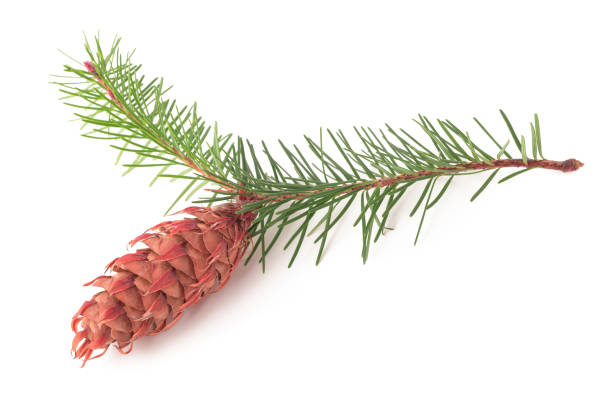 ramo de abeto douglas com pinecone - fir tree christmas branch twig - fotografias e filmes do acervo