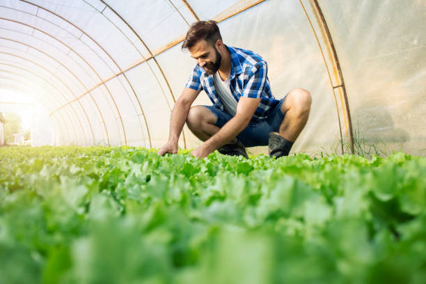 istock Young farmer growing vegetables at organic farm. 1278749515