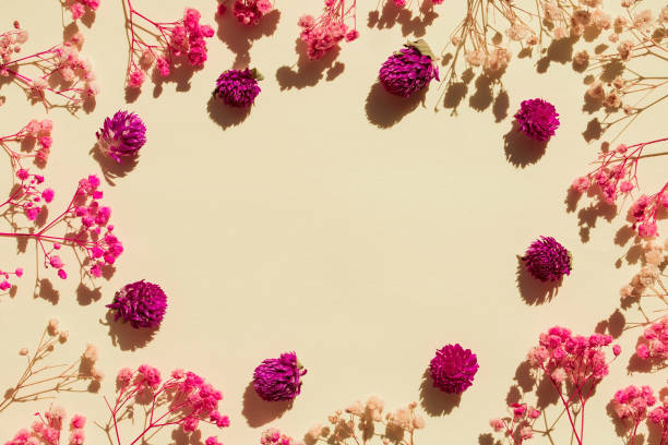 fondo de diseño plano con flores de gypsophila secas. borde ovalado floral y un espacio vacío para el texto en el centro - sepia toned rose pink flower fotografías e imágenes de stock