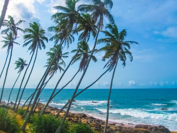 istock wild beautiful beaches of Sri Lanka 1278750129