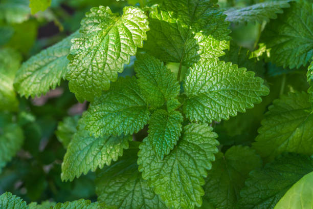 grüne blätter pflanze melissa officinalis, zitronenminze, wächst im hintergrund - lemon balm stock-fotos und bilder