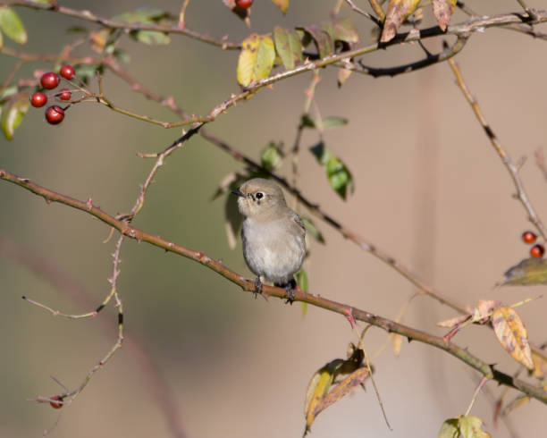 istock Female Blue-capped Redstart resting on a branch 1278750467