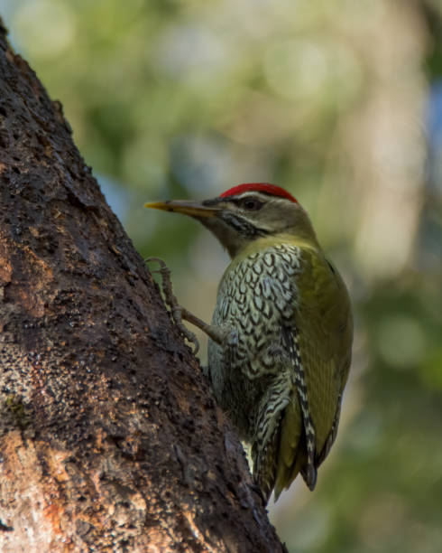 istock Scaly-bellied Woodpecker foraging on a tree trunk 1278750919