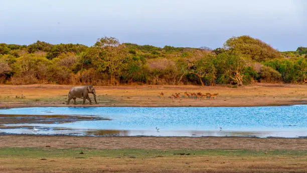Photo of Large groups of buck and one elephant .Sri Lanka.