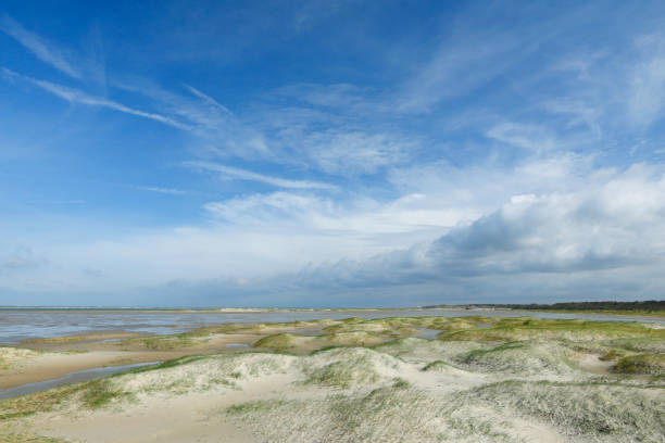 istock Marram grass on a North sea beach 1278752030