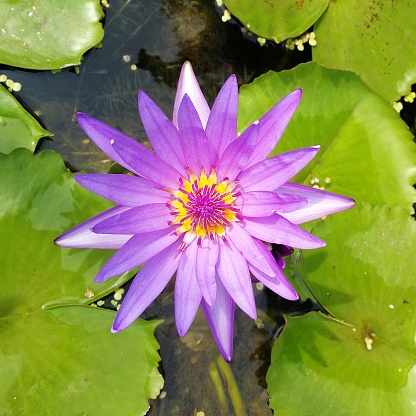 high angle view of purple lotus in water