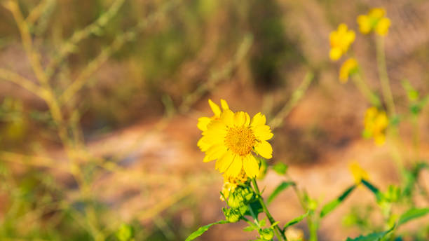 Desert Marigold blooms in the desert of Arizona in the winter.