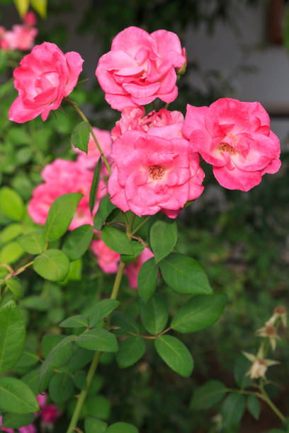istock Overripe pink decorative roses 1278757416