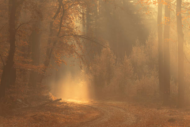 Misty forest during a beautiful foggy autumn day. The forest ground of the Speulder and Sprielderbos in the Veluwe nature reserve is covered with brown fallen leaves and the path is disappearing in the distance. The fog is giving the forest a desolate atmosphere.