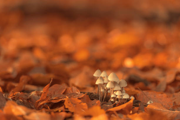 istock Path through a misty forest during a beautiful foggy autumn day 1278758782