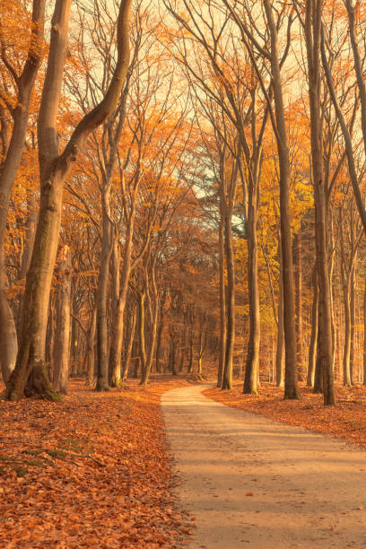 istock Path through a misty forest during a beautiful foggy autumn day 1278758949
