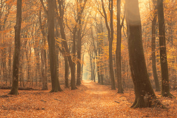 istock Path through a misty forest during a beautiful foggy autumn day 1278759001